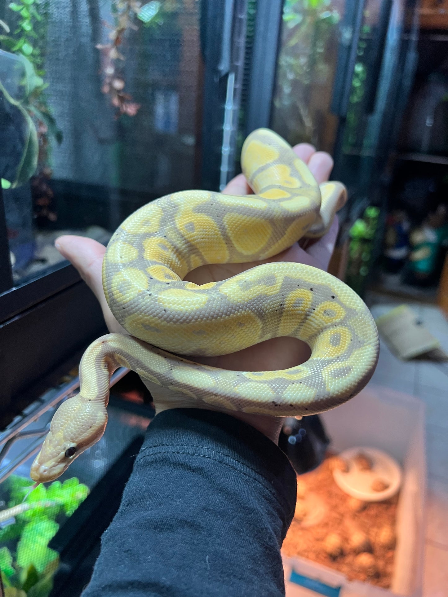 PITÓN BOLA BANANA 13