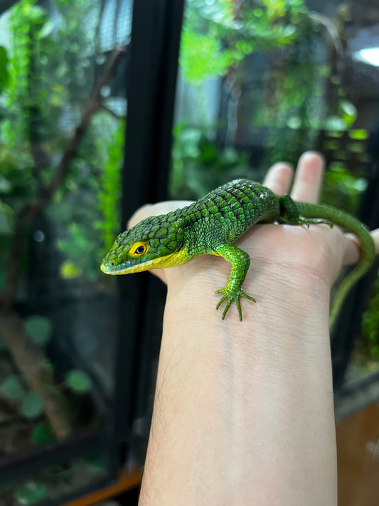 ABRONIA GRAMINEA NACIDA EN PIMVS CON APROVECHAMIENTO EMITIDO POR SEMARNAT