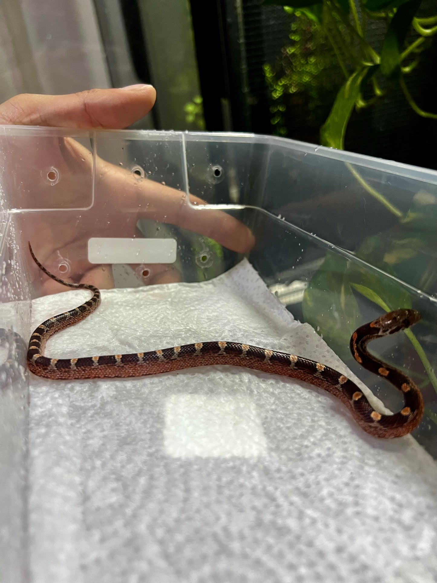 SERPIENTE MAICERA BLOOD RED HEMBRA 9