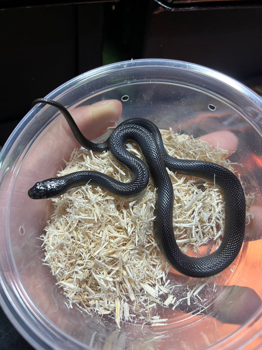 REY NEGRA MEXICANA CBB 54