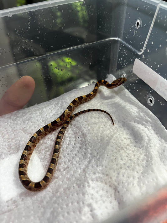 SERPIENTE MAICERA NOMINAL MACHO 33