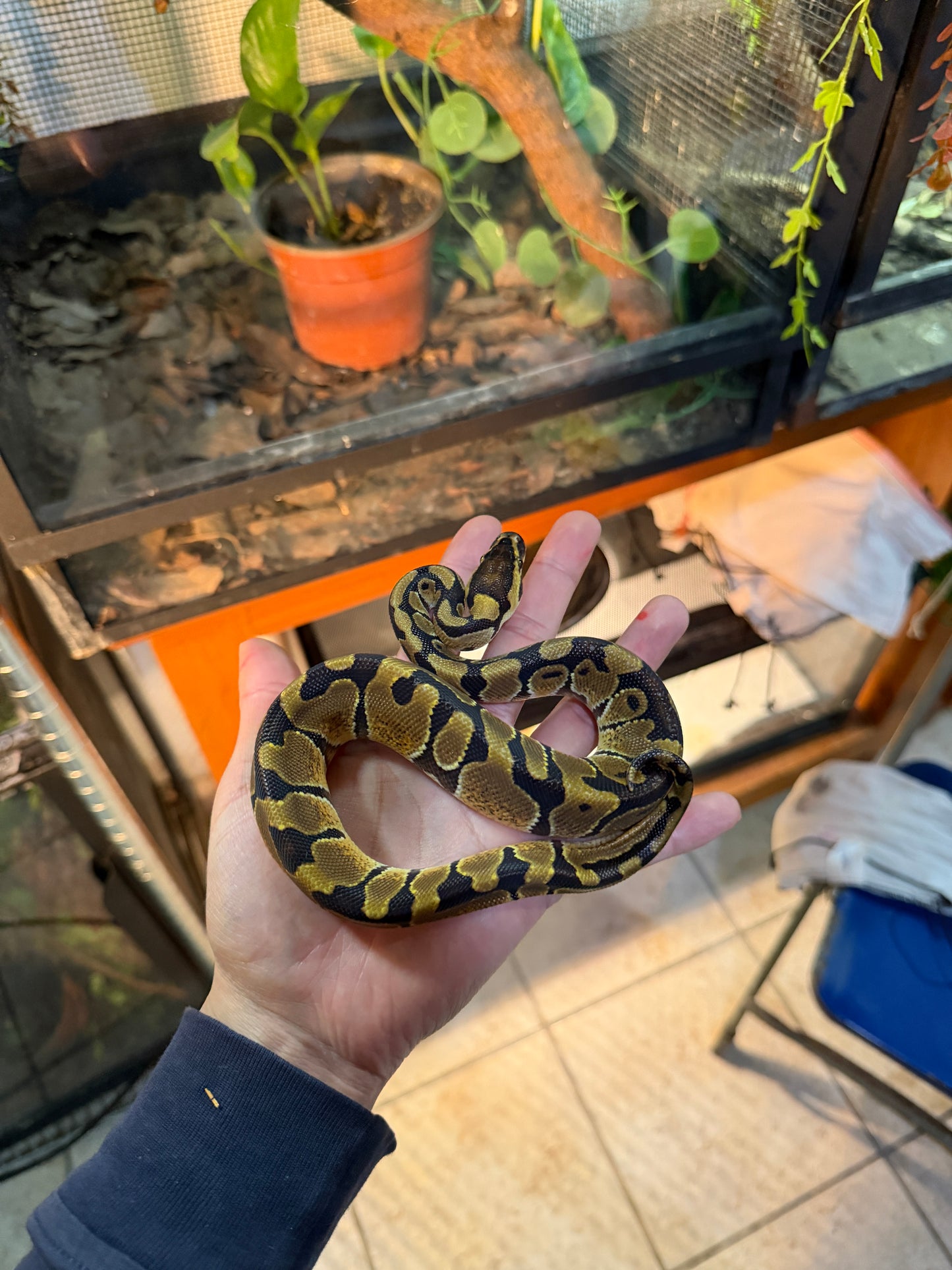 PITÓN BOLA NOMINAL MACHO 7