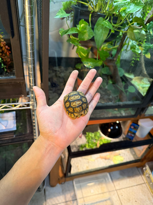 TORTUGA LEOPARDO 6 (Stigmochelys pardalis) CITES2025