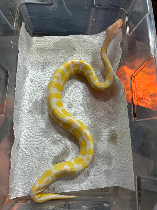 ALBINO YELLOW BELLY MACHO 68