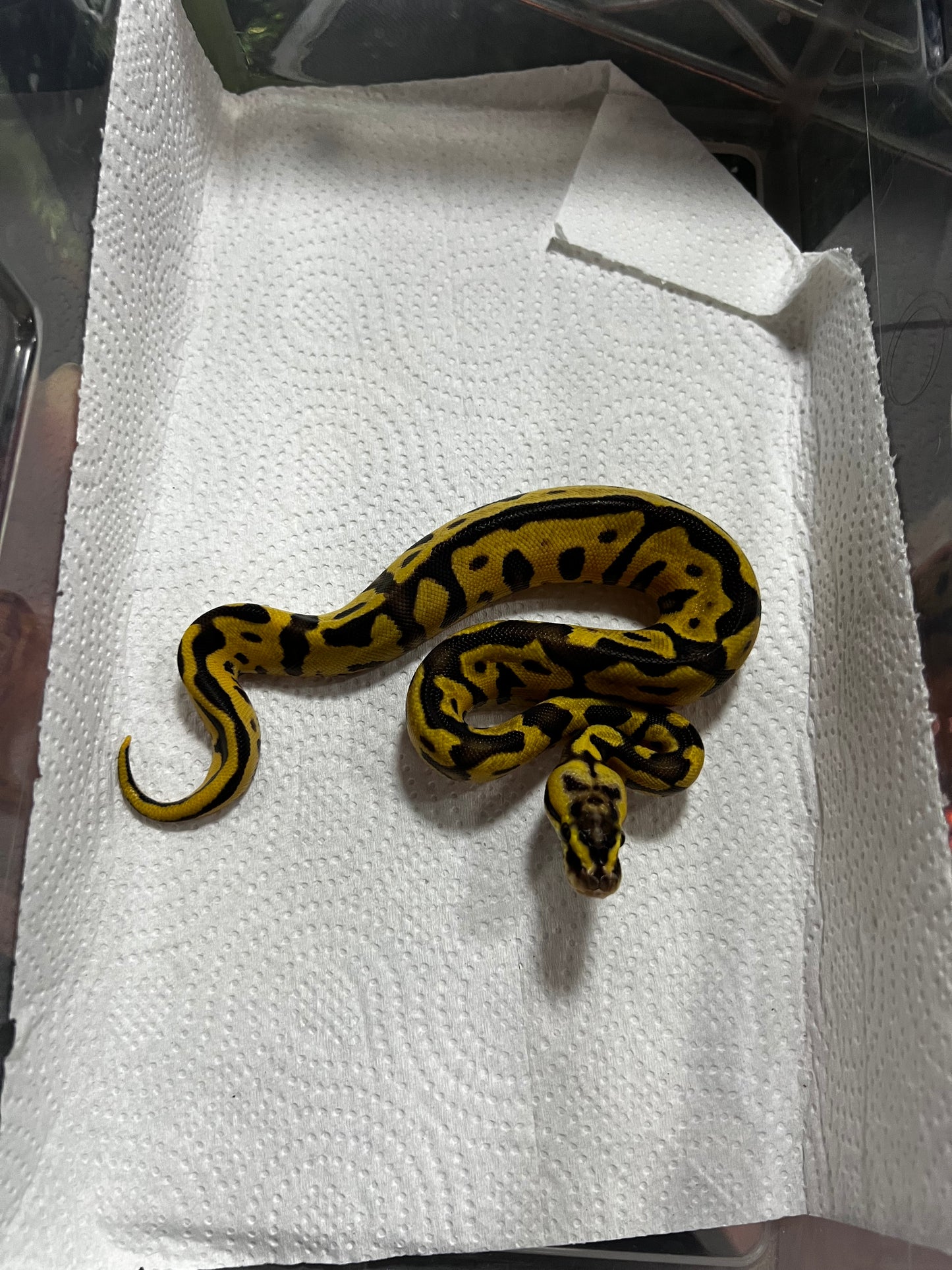 ENCHI FIREFLY HEMBRA 2 (42)