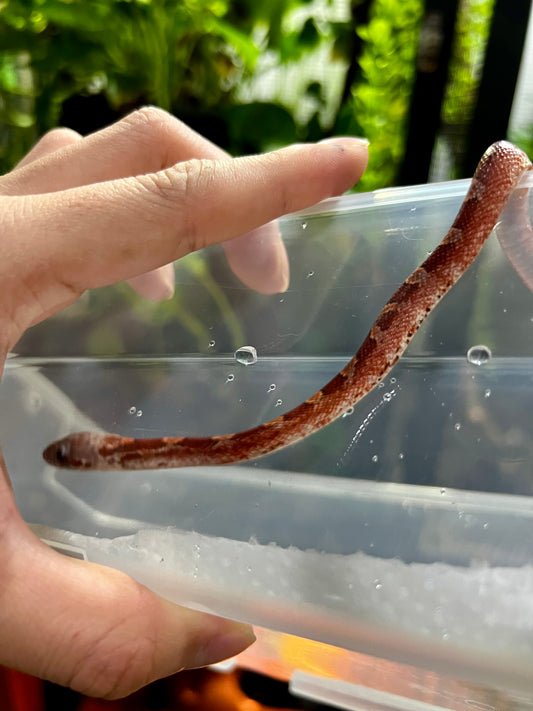 SERPIENTE MAICERA BLOOD RED PIEDSIDE HEMBRA 5