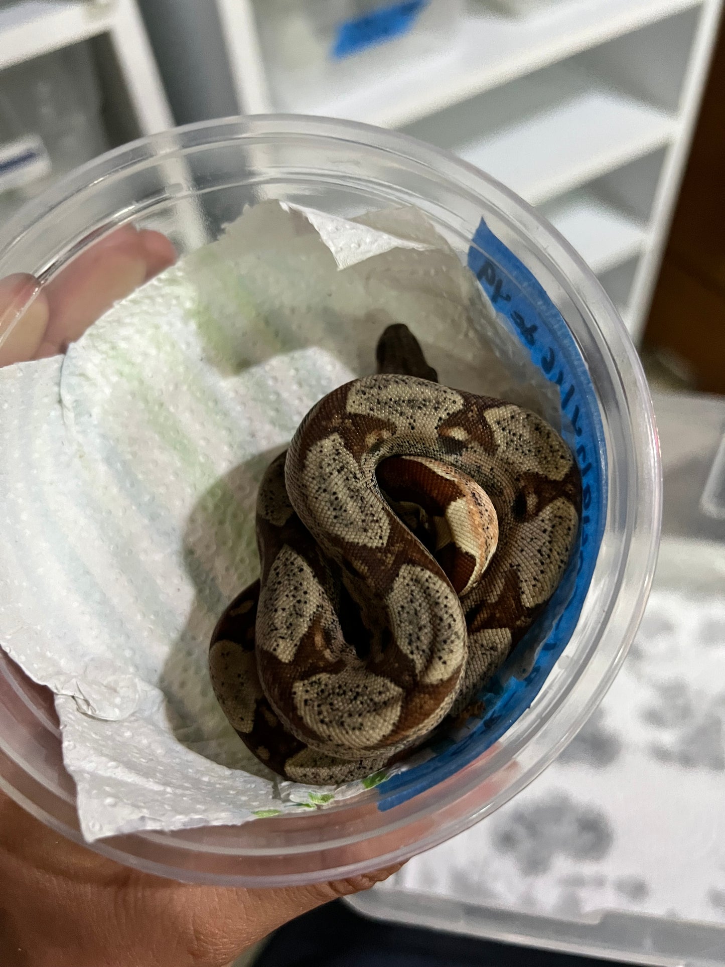 BOA COLOMBIANA HYPO 50% HET KHAL ANERY HEMBRA 16/49