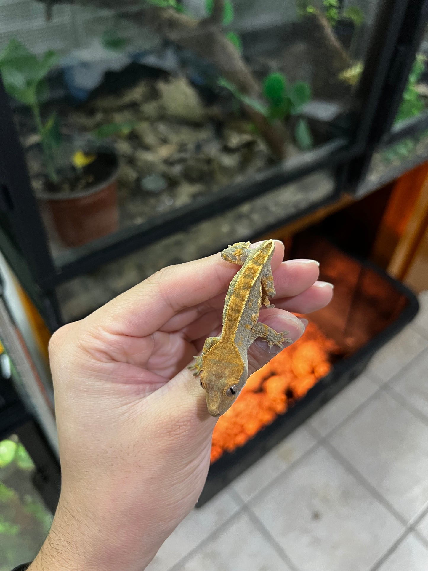 GECKO CRESTADO PINSTRIPE SIN COLA (no afecta su calidad de vida)