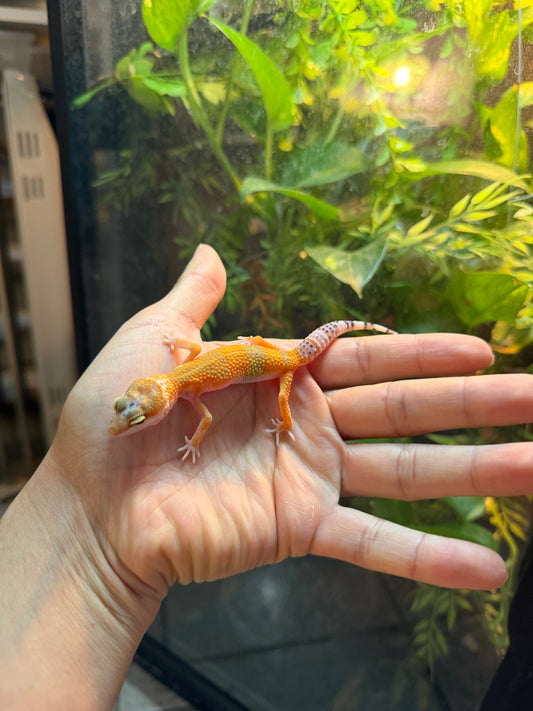 GECKO LEOPARDO TANGERINE INCUBADO PARA HEMBRA 165