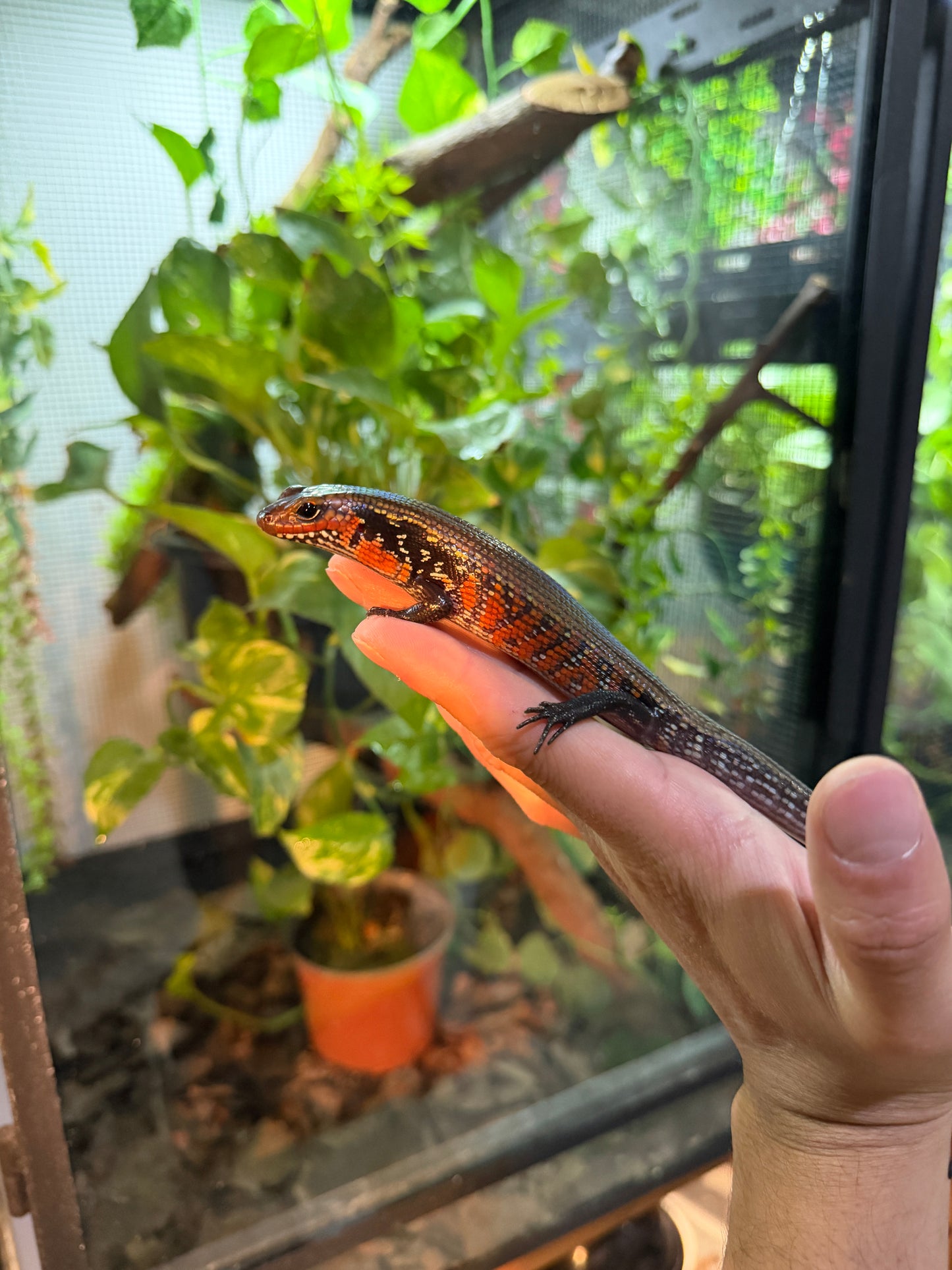 SKINK DE FUEGO 6199 NACIDO EN CAUTIVERIO CON APROVECHAMIENTO EMITIDO POR SEMARNAT