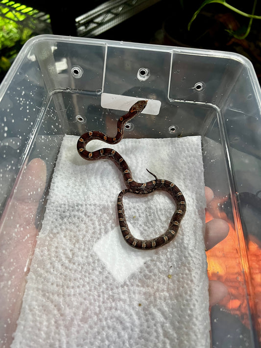 SERPIENTE MAICERA NOMINAL MACHO 28