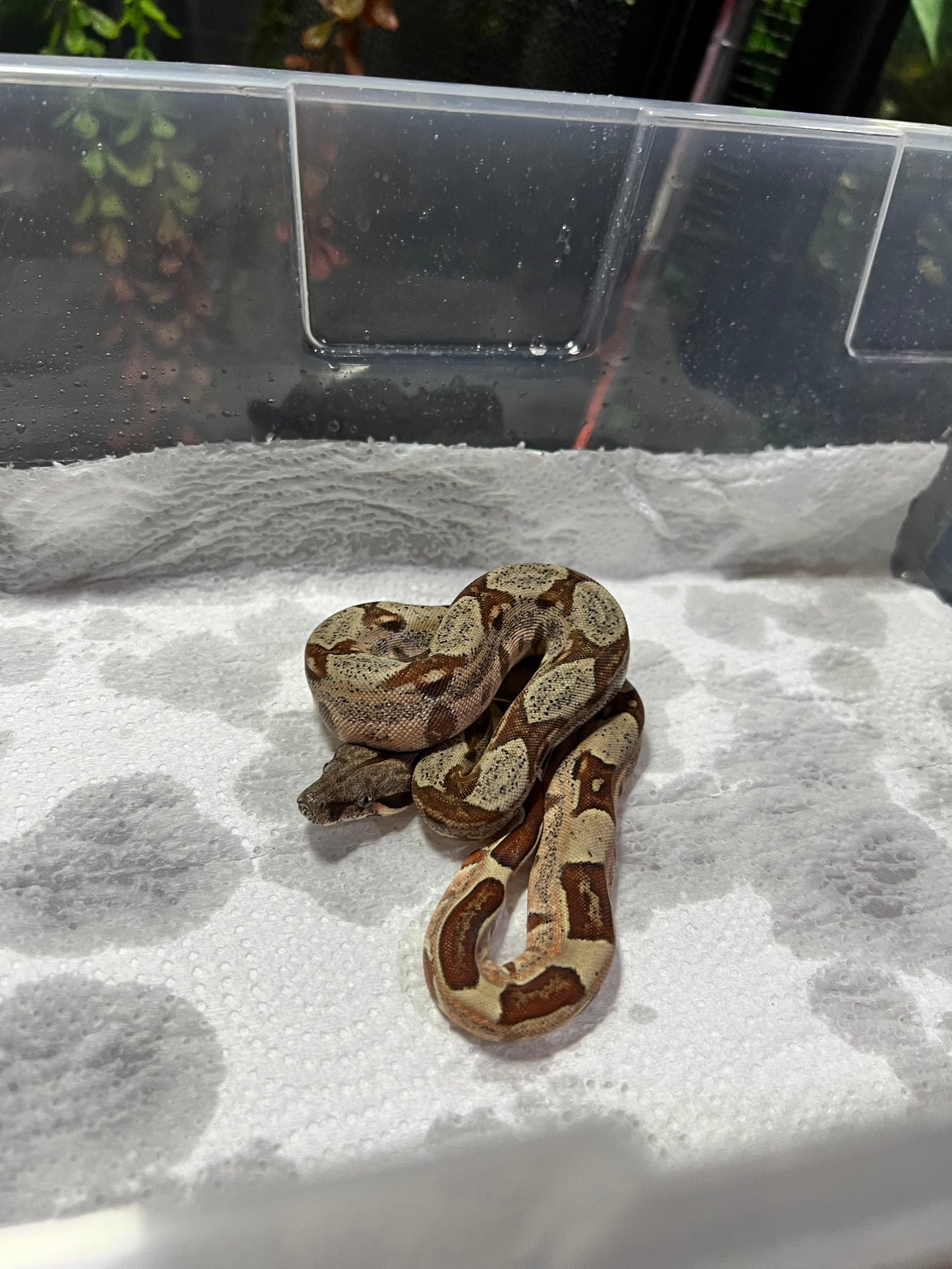 BOA COLOMBIANA HYPO 50% HET KHAL ANERY HEMBRA 16/49