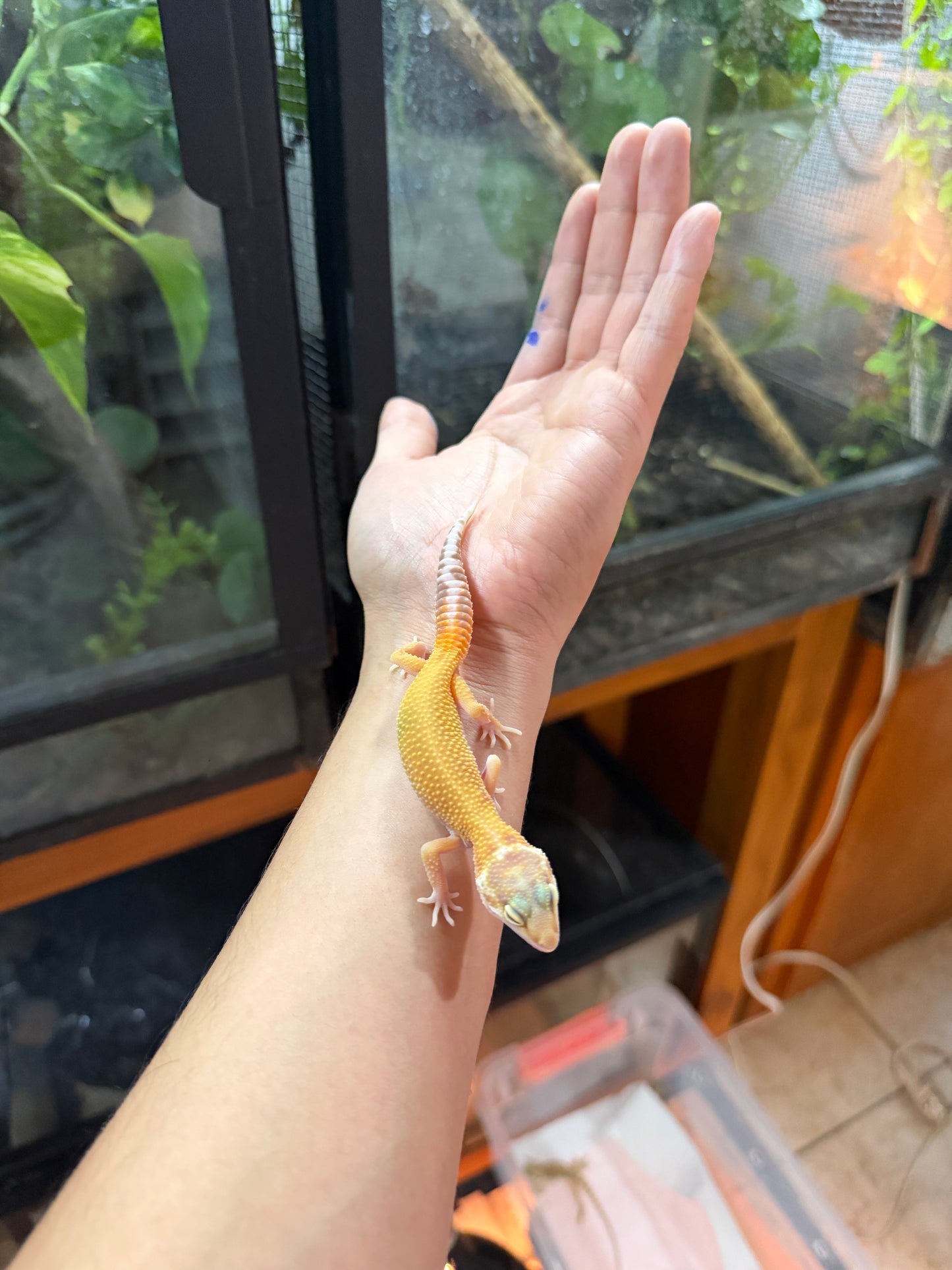 GECKO LEOPARDO APTOR 61