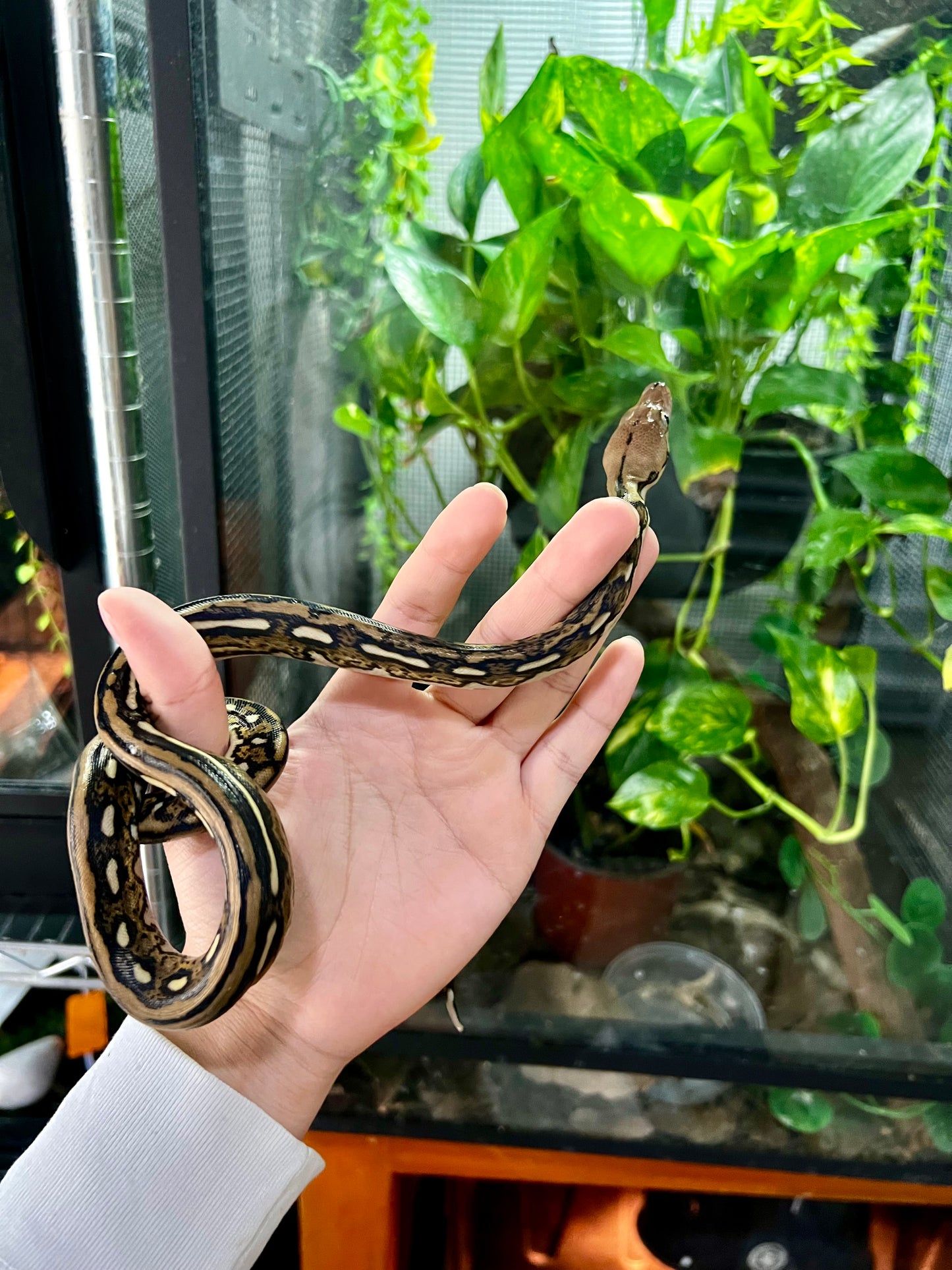 PITON RETICULADA TIGER 100% HET PIED MACHO 50cm aprox. 04-01