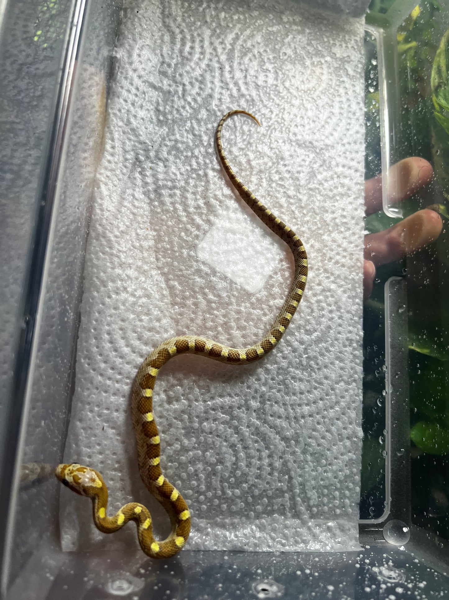 SERPIENTE MAICERA BUTTER MACHO 35