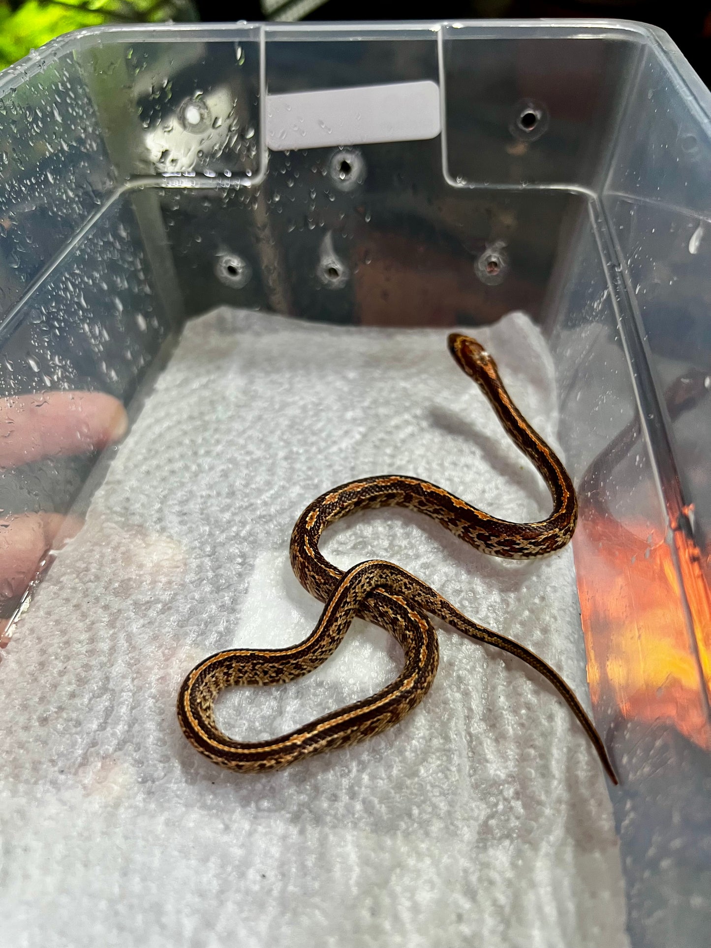 SERPIENTE MAICERA TESSERA HEMBRA 18
