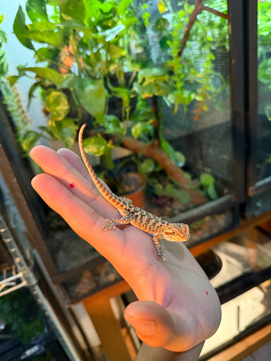 DRAGÓN BARBUDO HYPO LEATHERBACK 17 (PUNTA DE COLA MORDIDA, LE VOLVERÁ A CRECER)