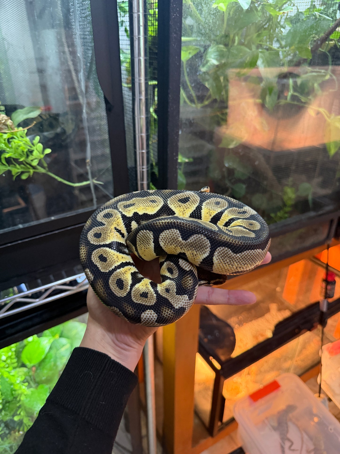 PITÓN BOLA PASTEL HET GHOST MACHO SUB ADULTO