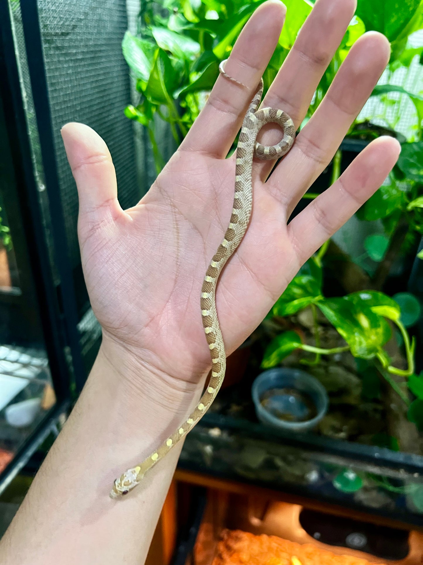 SERPIENTE MAICERA BUTTER MACHO 35