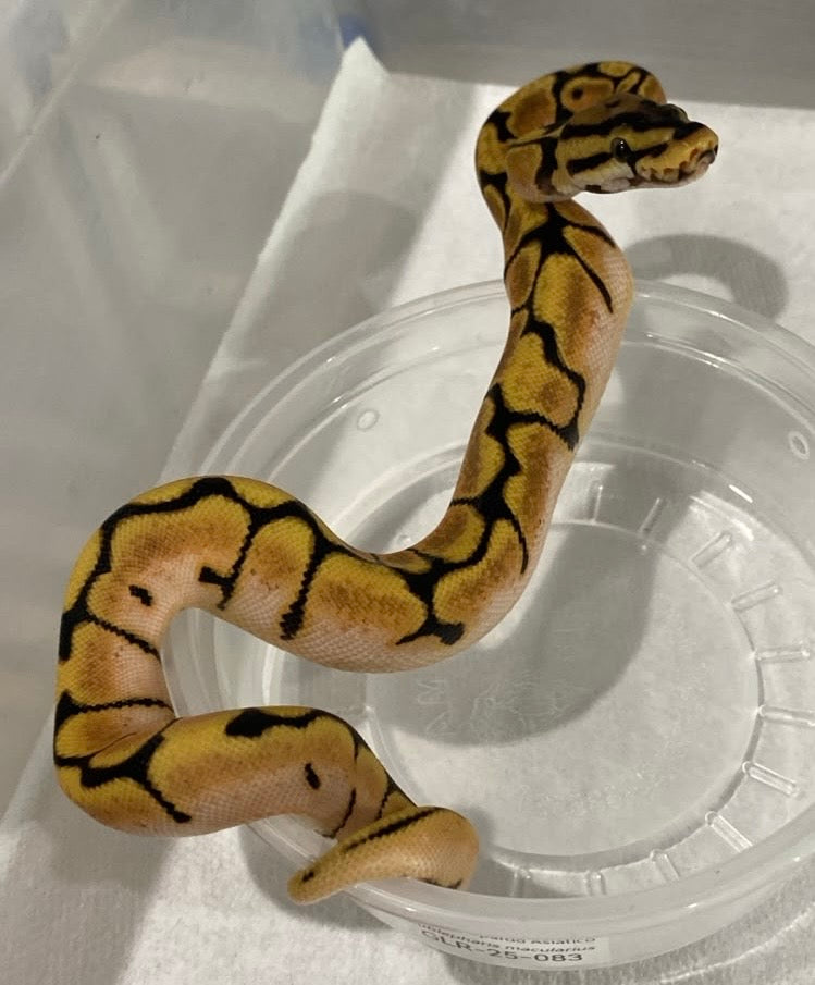 PITÓN BOLA SPIDER ENCHI ORANGE DREAM MACHO HET PIED