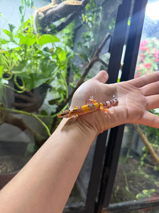 GECKO LEOPARDO HIGH YELLOW POSS HET TYPHOON