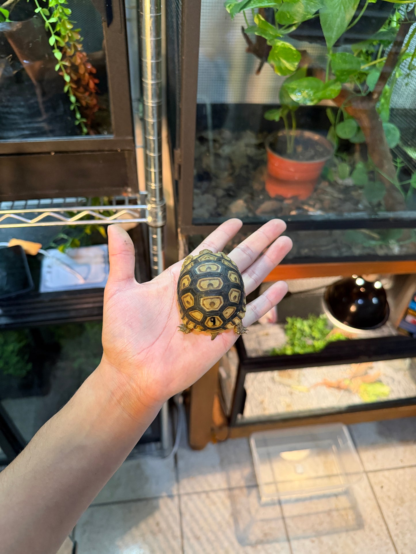 TORTUGA LEOPARDO 9 (Stigmochelys pardalis) CITES2025