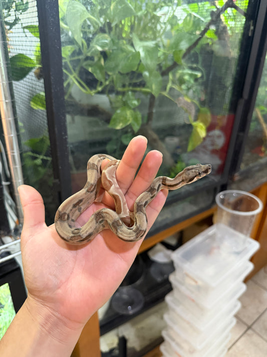 BOA COLOMBIANA Hypo poss
Super Hypo Het Anery 50%
Het Albino Khal Macho