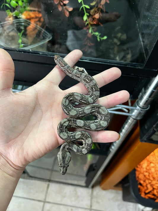 LOCALIDAD OAXACA HEMBRA 69