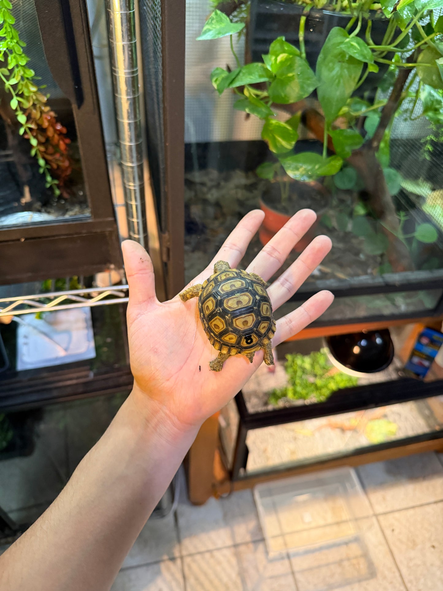 TORTUGA LEOPARDO 8 (Stigmochelys pardalis) CITES2025