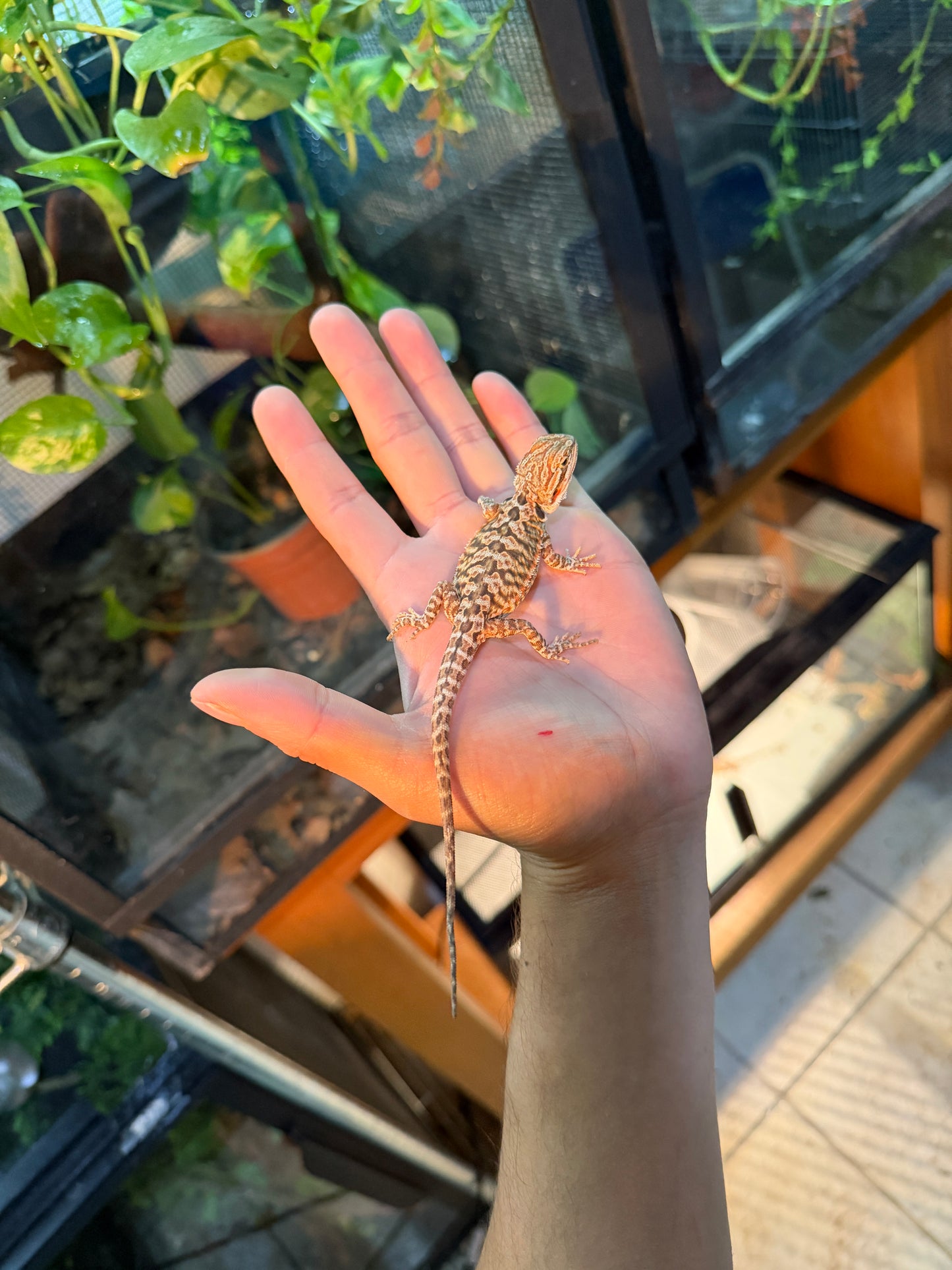 DRAGÓN BARBUDO HYPO LEATHERBACK 7