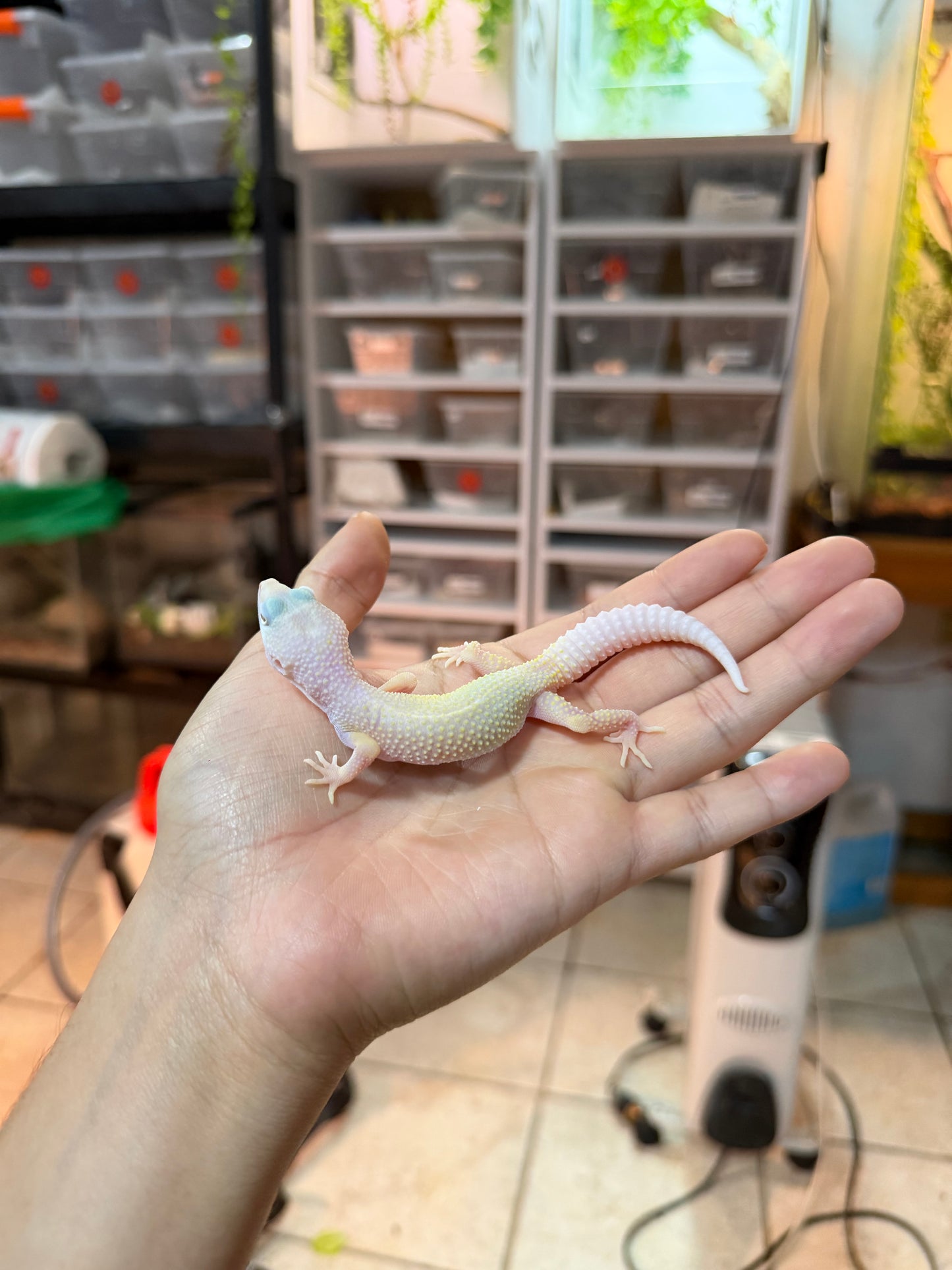 GECKO LEOPARDO BLAZZING BLIZZARD MACHO 018