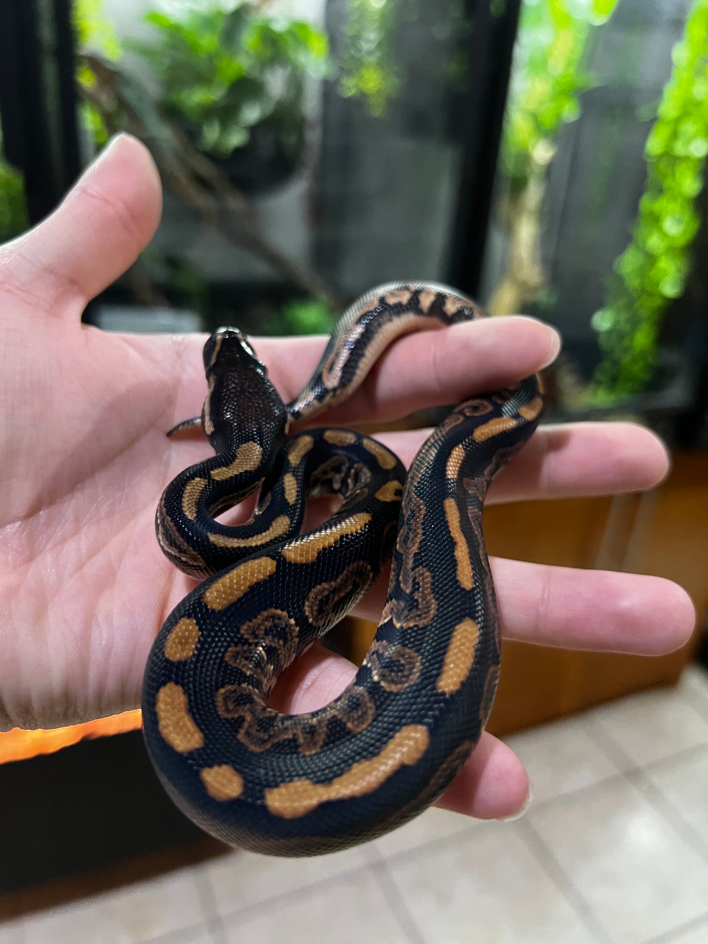 BLACK PASTEL HET PIED MACHO 63