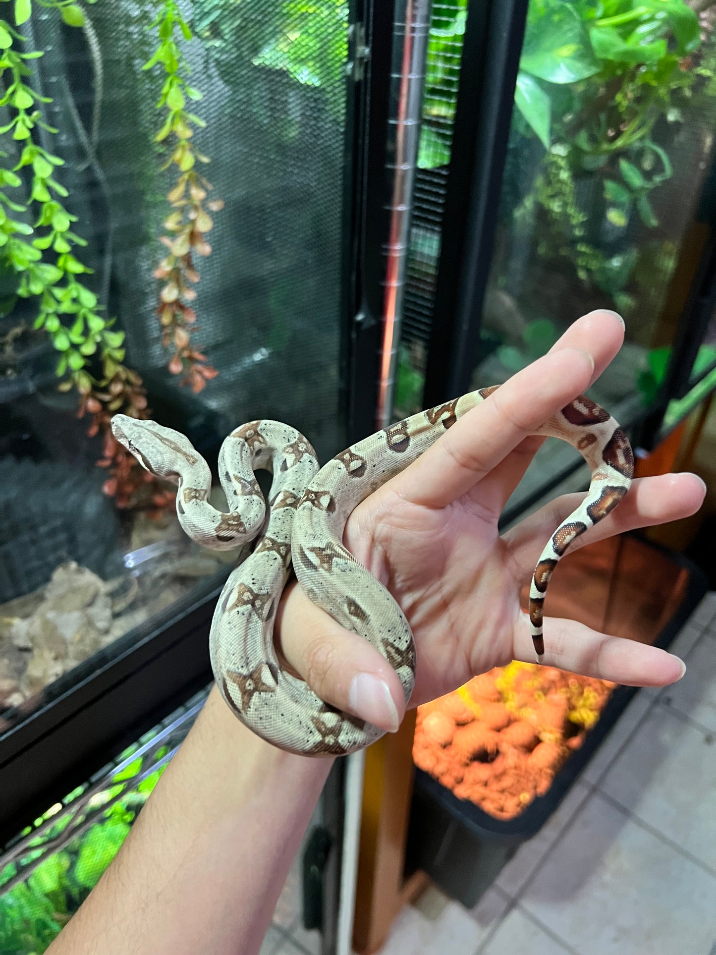 BOA COLOMBIANA HYPO POSS ANERY MACHO 17/49