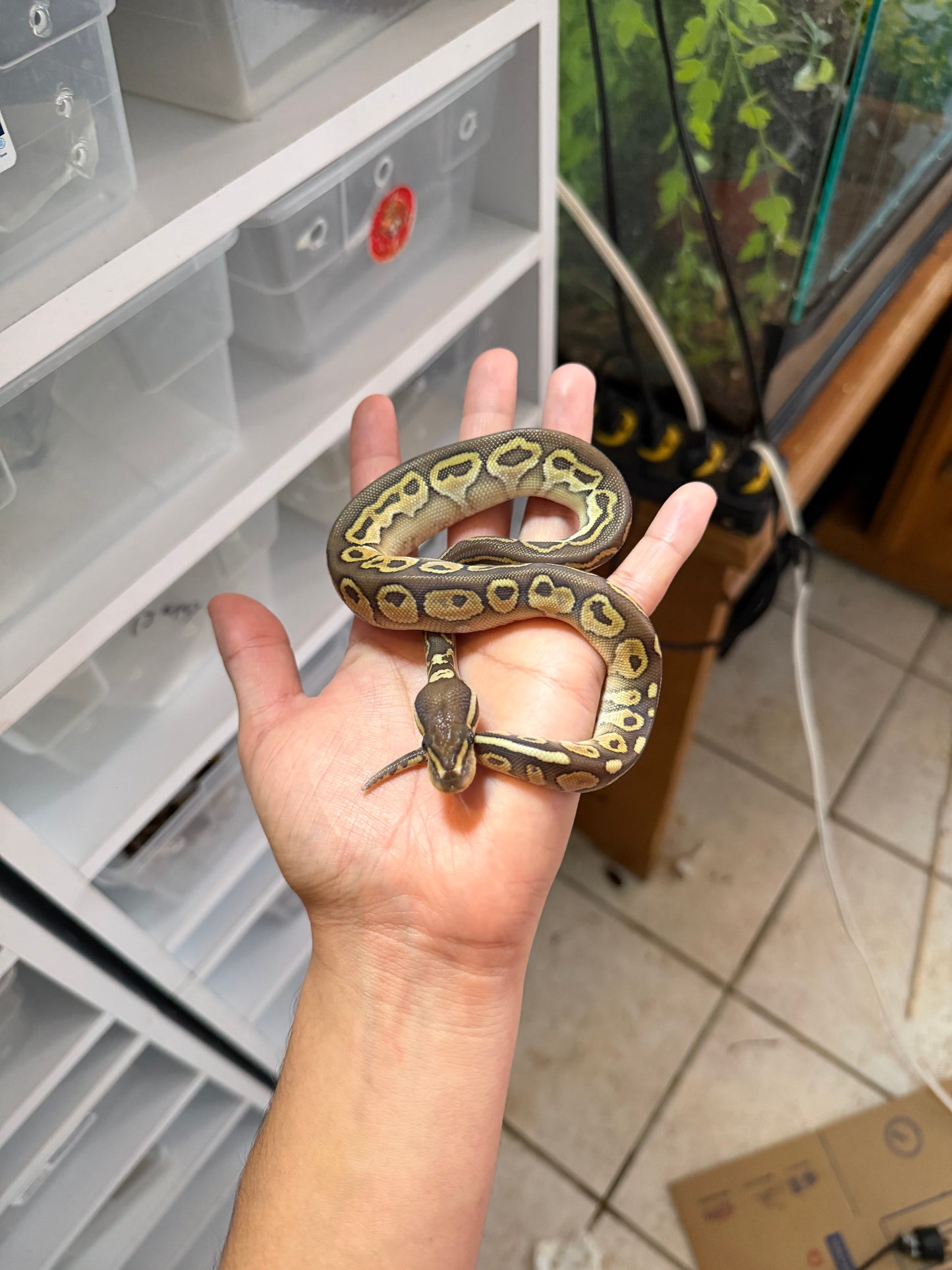 PITÓN BOLA LESSER HET AXANTHIC MACHO 4