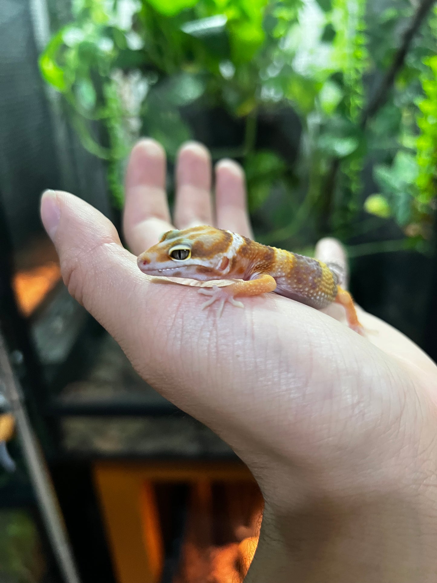 TANGERINE TREMPER 5