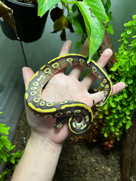 MOJAVE YELLOW BELLY HET CLOWN HEMBRA 90