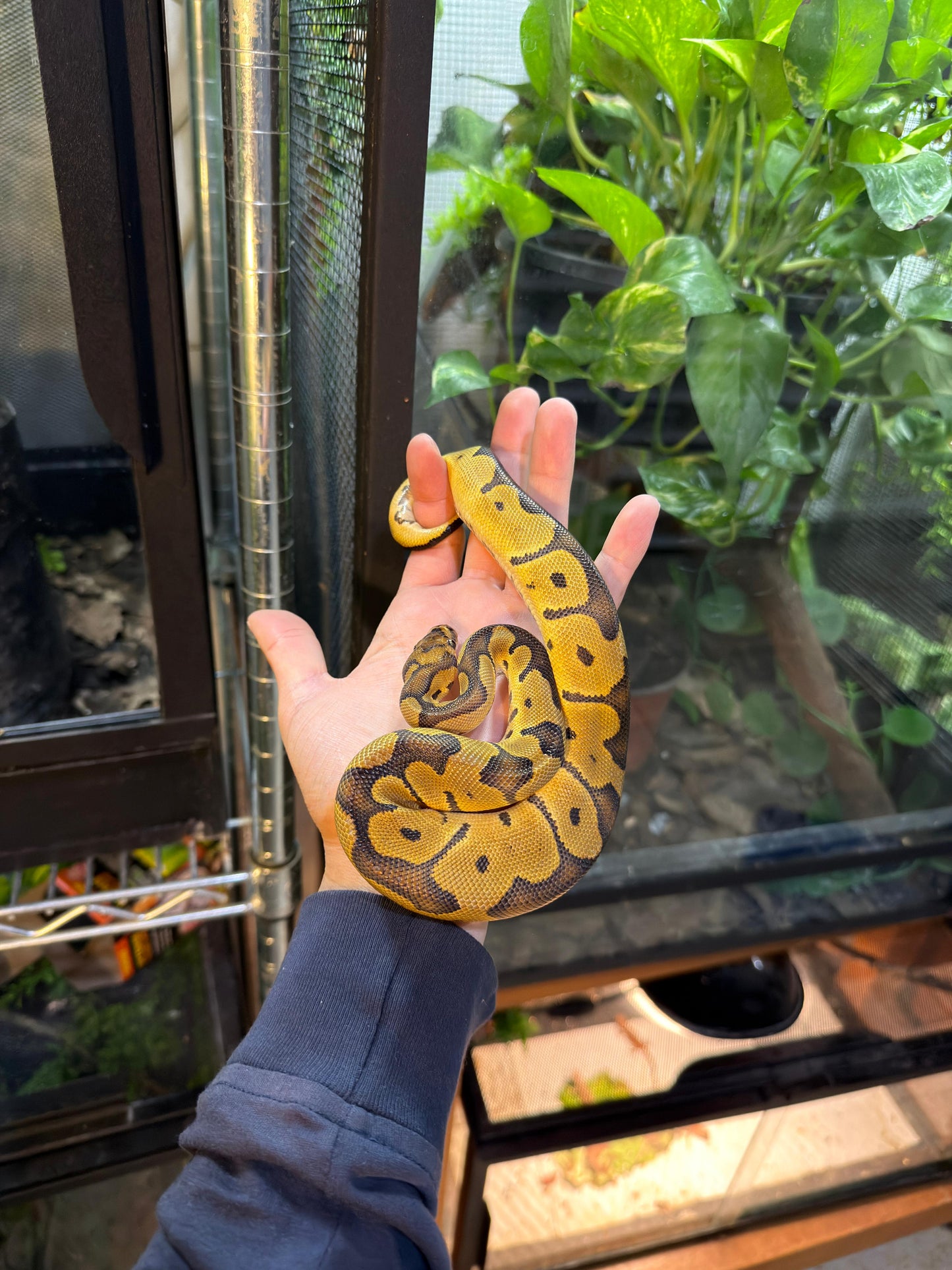 PITÓN BOLA CLOWN HEMBRA