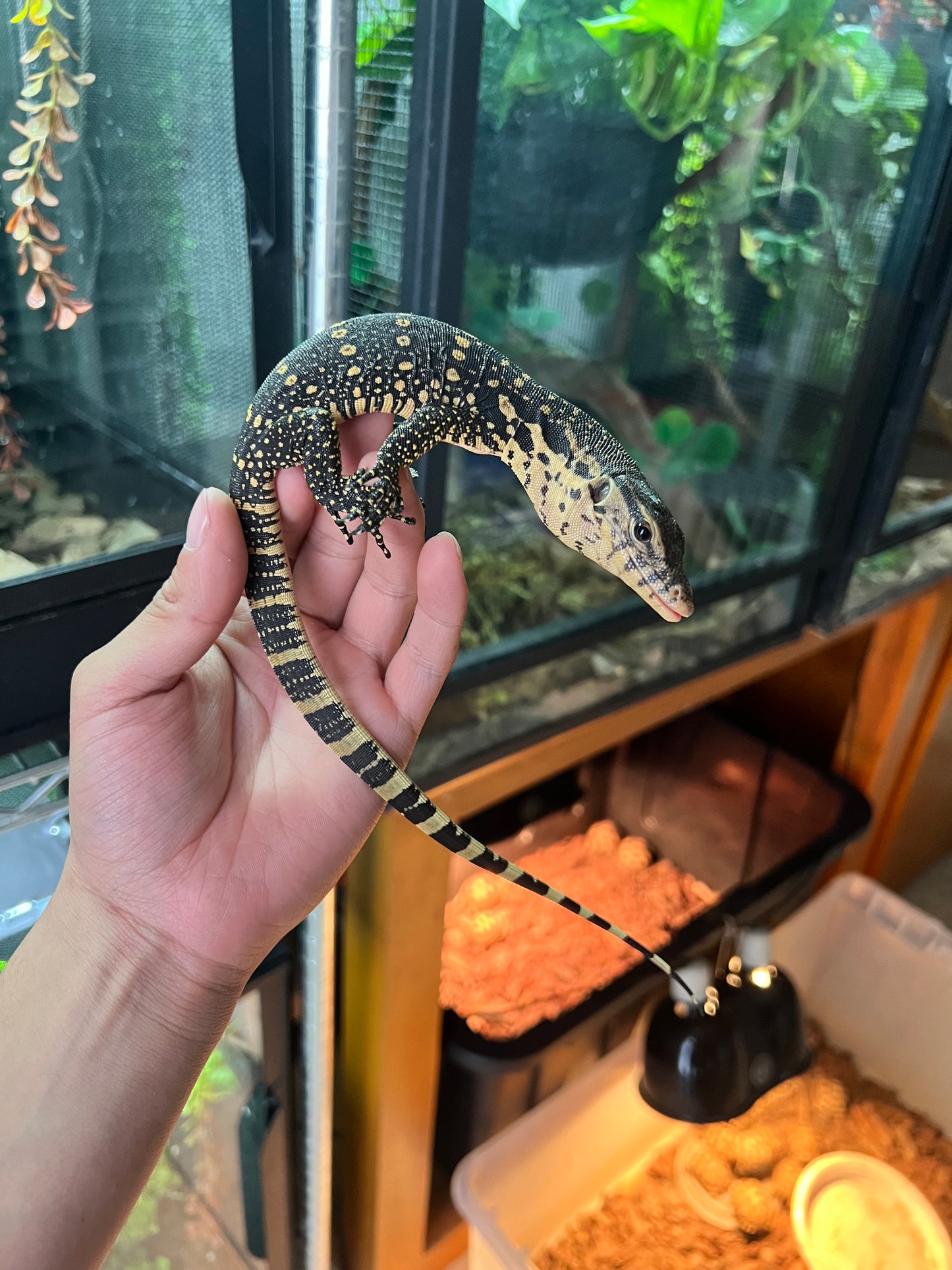 VARANO SALVATOR. CBB.