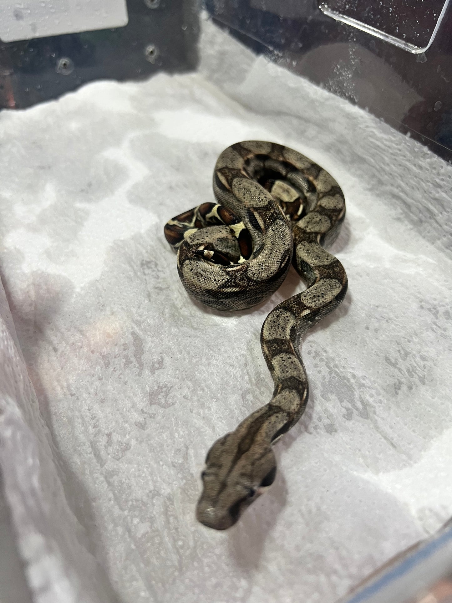 BOA COLOMBIANA 50% HET KHAL ANERY HEMBRA 19/49