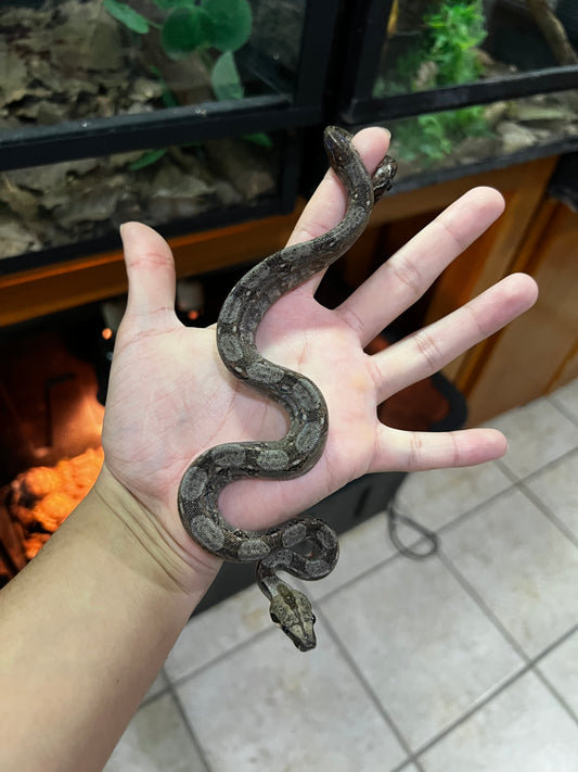 BOA MEXICANA LOC VERACRUZ HEMBRA 14