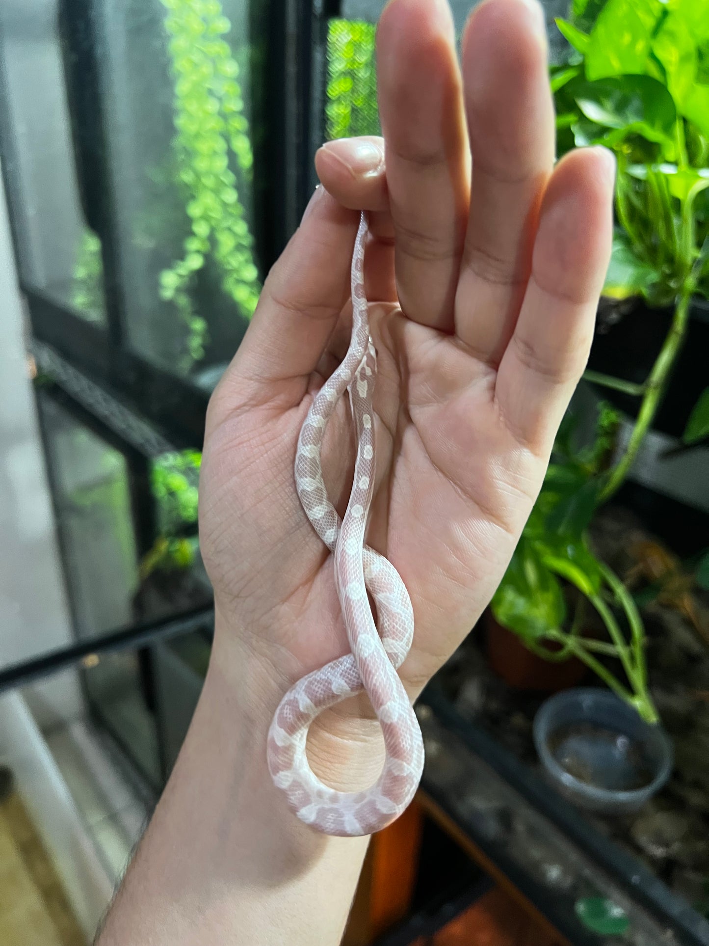 SERPIENTE MAICERA SNOW HEMBRA 45