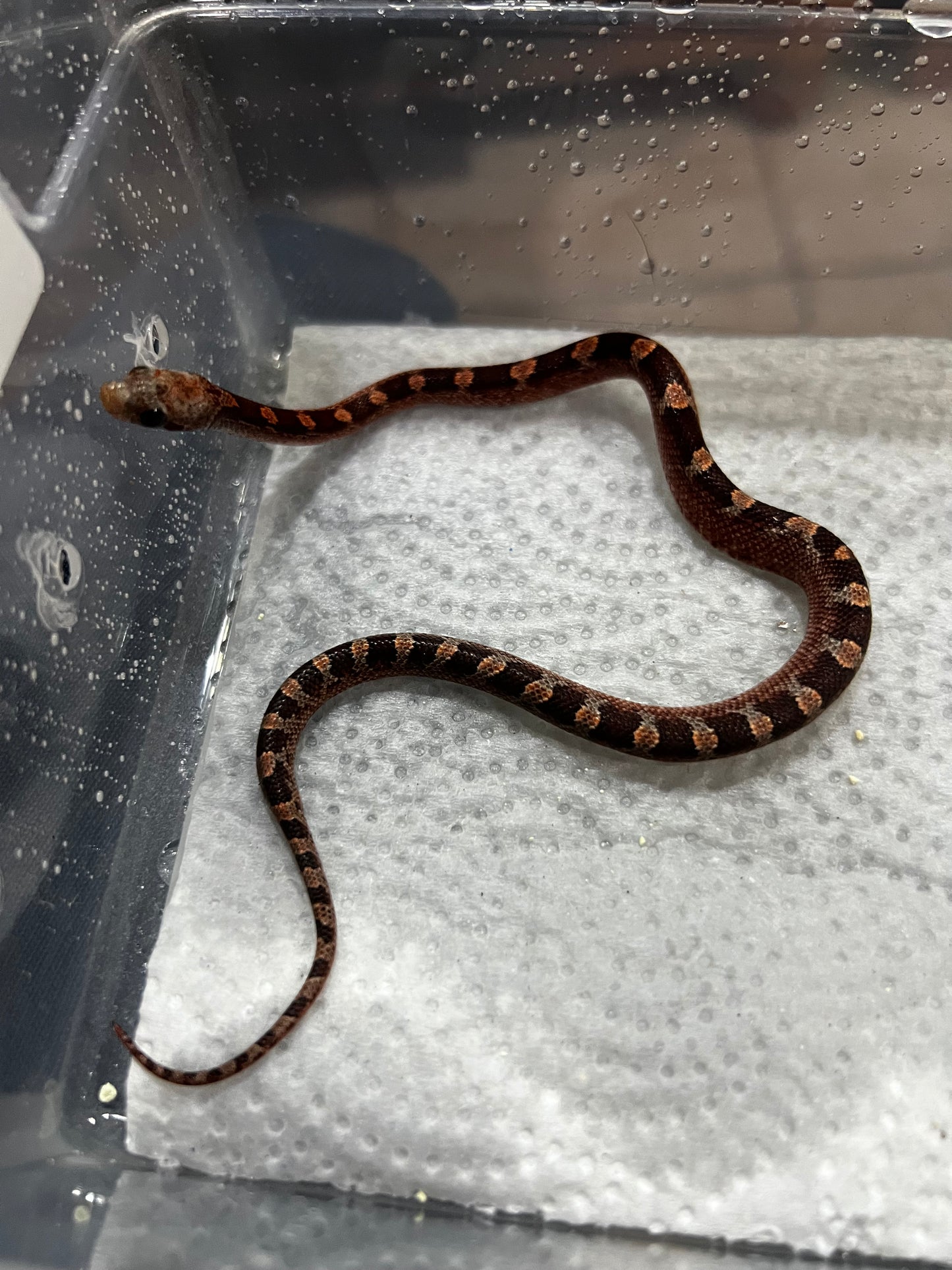 SERPIENTE MAICERA BLOODRED MACHO 3