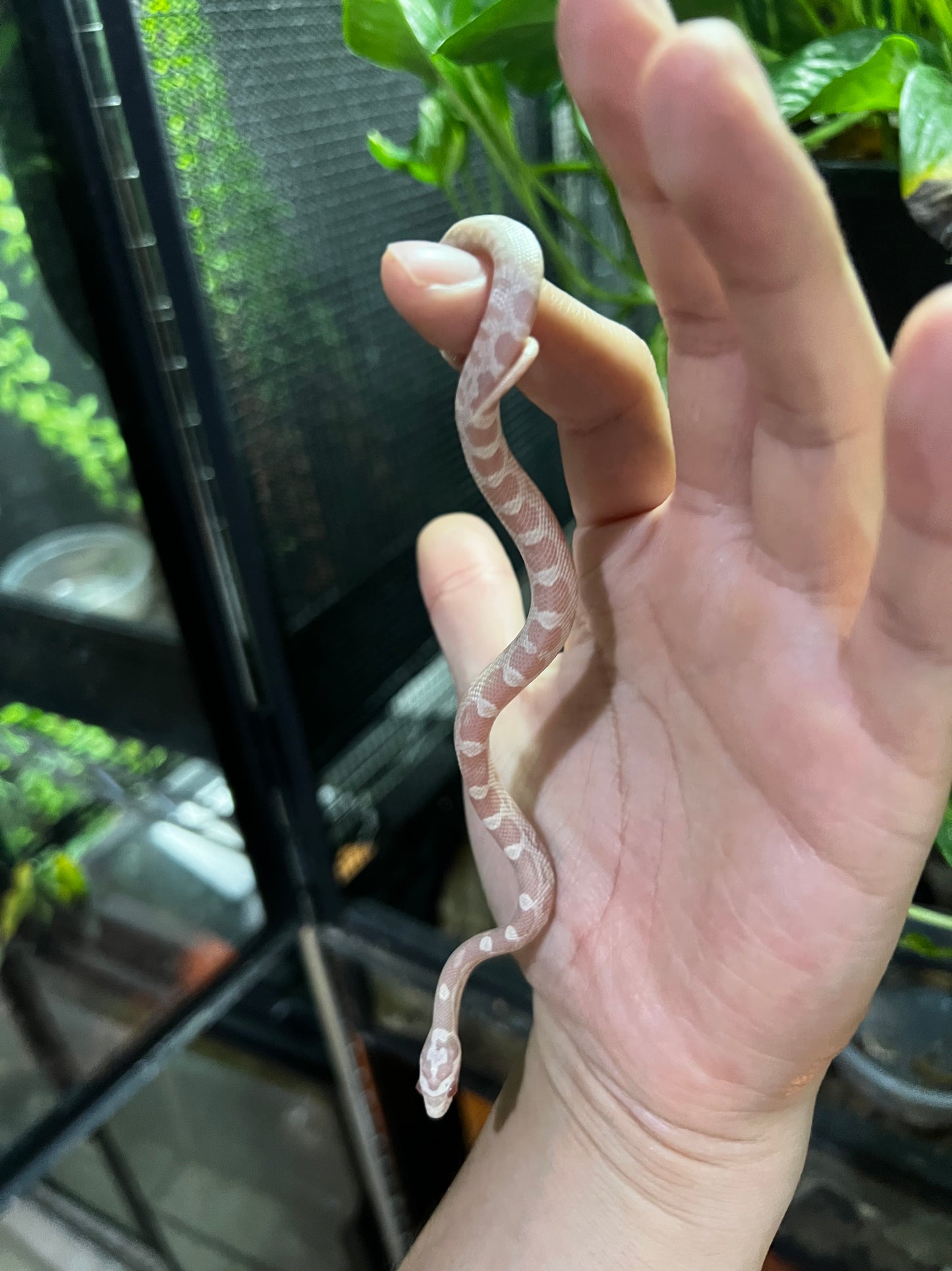 SERPIENTE MAICERA SNOW HEMBRA 48