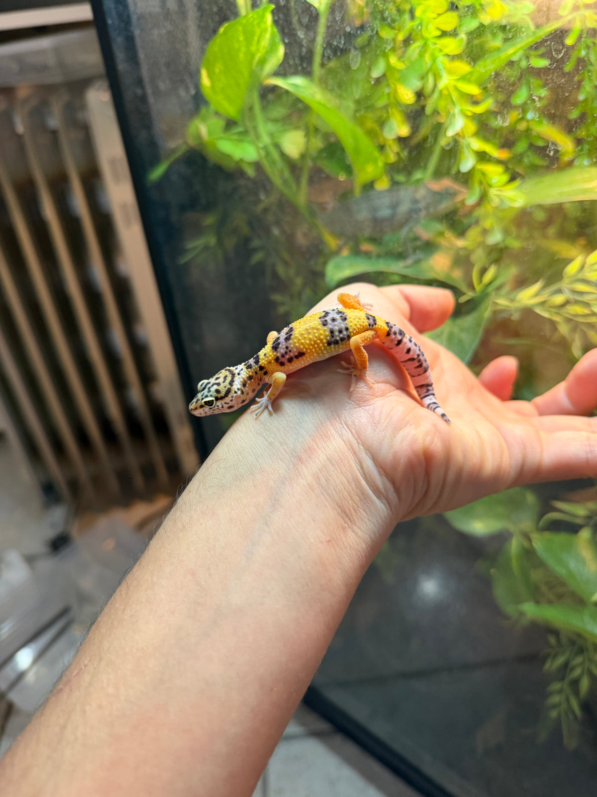 GECKO LEOPARDO HIGH YELLOW POSS HET RAINWATER INCUBADO PARA HEMBRA 225