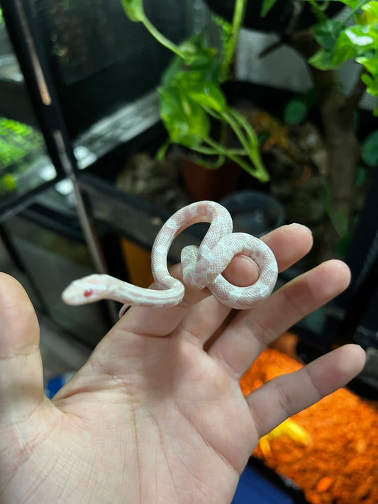 SERPIENTE MAICERA SNOW HEMBRA 45