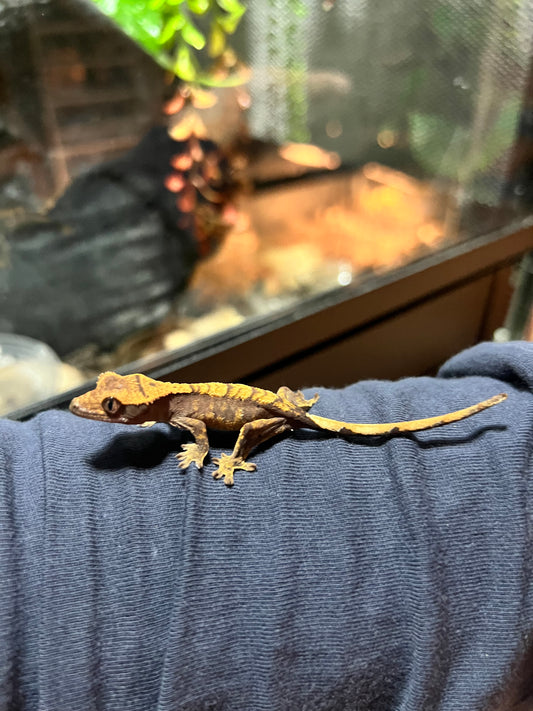 Gecko crestado BBY