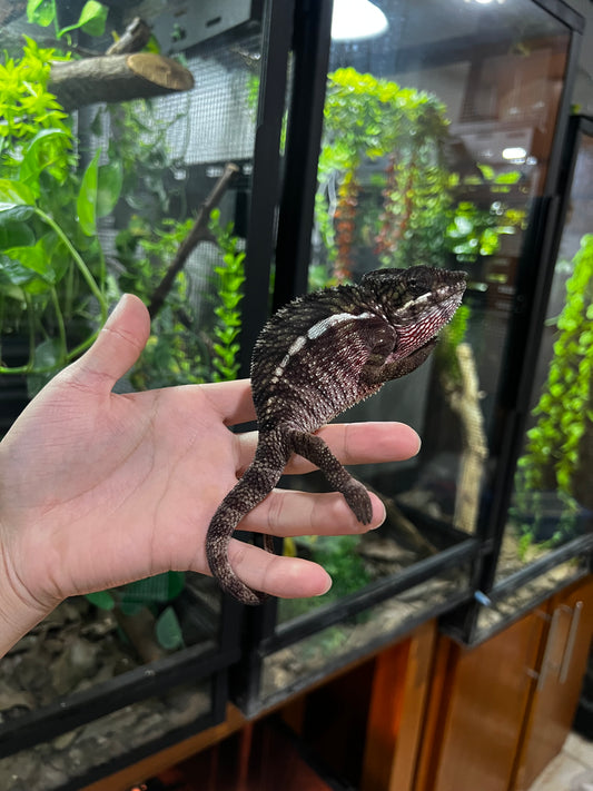 CAMALEÓN PANTERA AMBILOBE RBBB JUVENIL MACHO (SE PONDRÁ SÚPER ROJO DE ADULTO PIDE FOTOS DEL PAPÁ POR MENSAJE)