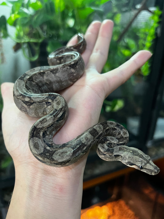 LOCALIDAD VERACRUZ HEMBRA 77