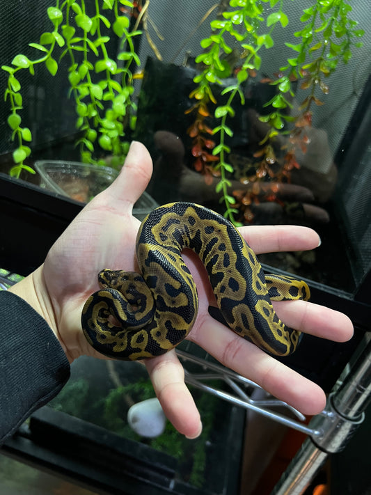 SPOTNOSE LEOPARD HEMBRA 45