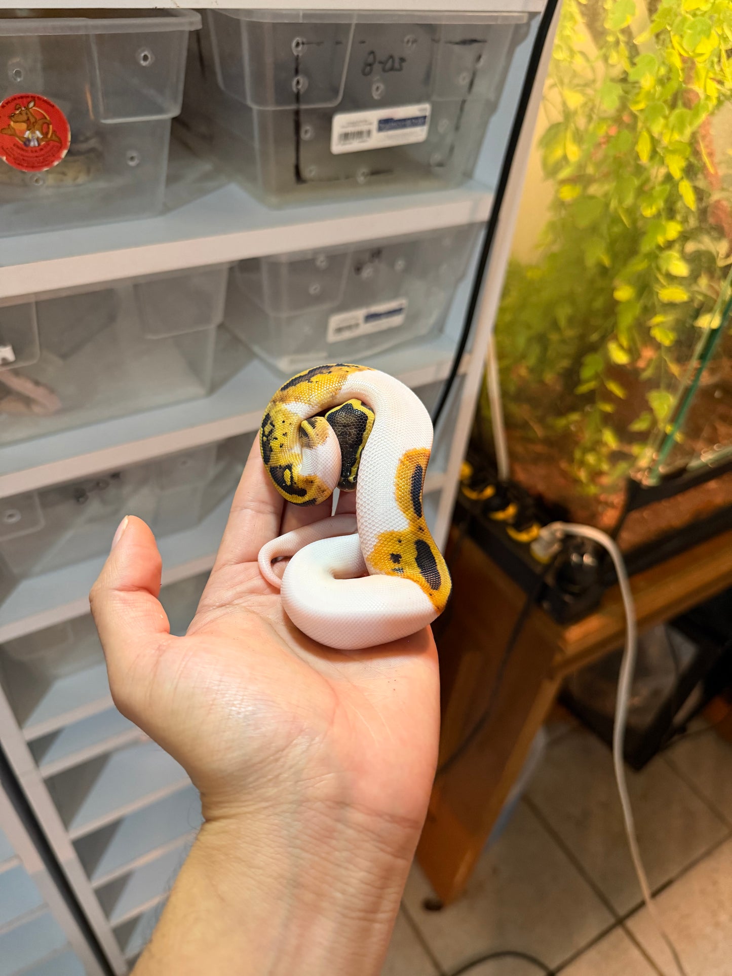 PITÓN BOLA PIED PASTEL 100% HET DG MACHO